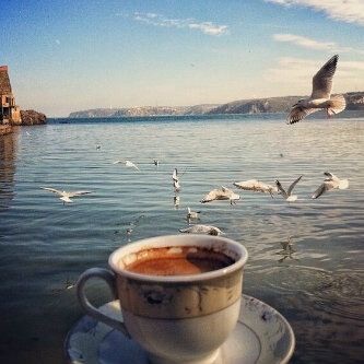 Seagull Tea