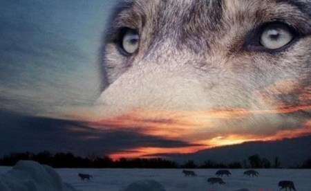 Wolf horizon